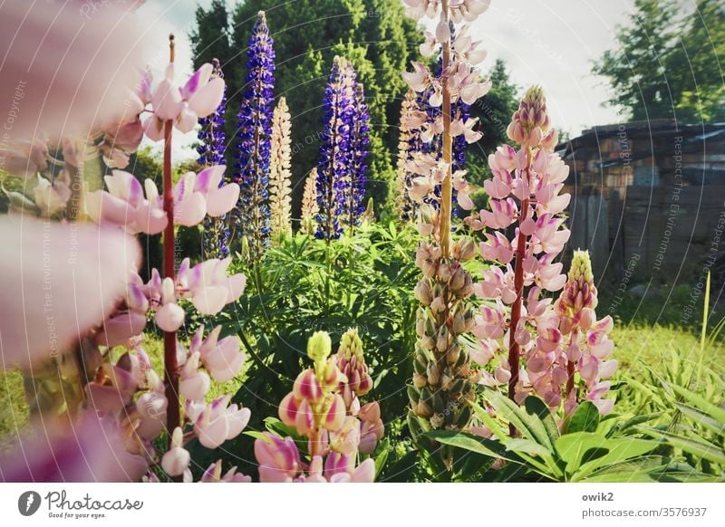 Coloured candles Lupines flowers Blossoming spring Garden Idyll Plant bleed green Close-up Colour photo Exterior shot already Nature variegated Pink purple