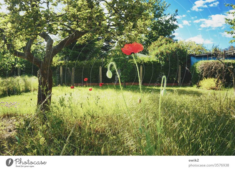 poppy blossom Poppy Poppy blossom Red Bright Colours bright red Garden tree Grass grasses green Sky Blue Clouds Fence Real estate Plant flowers Nature