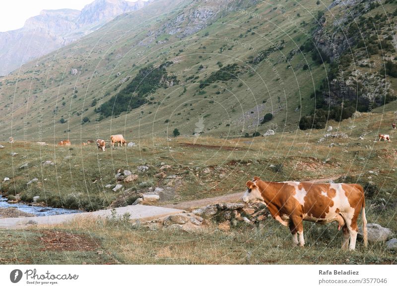 Beautiful cow with brown spots looking in profile in the middle of a valley Nature Cow Mountain Pyrenees Valley Wild Outdoor