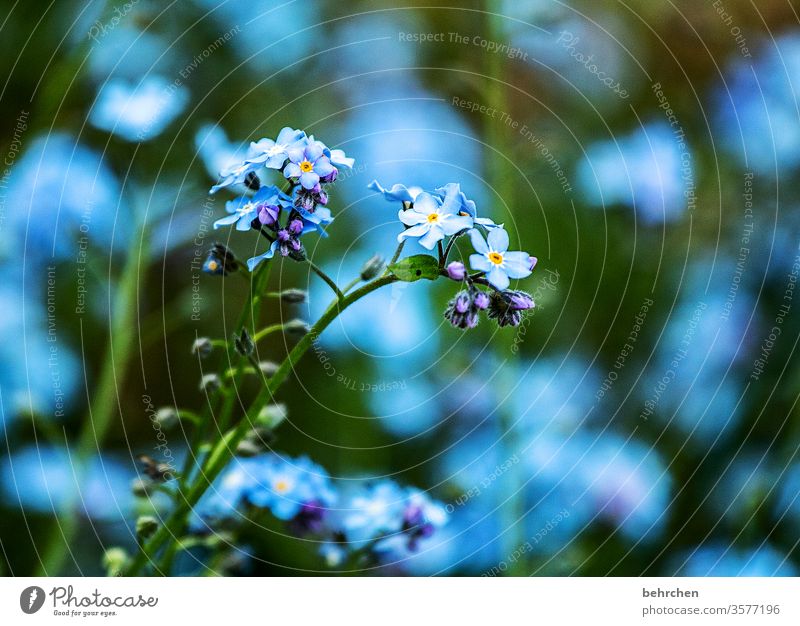 reminiscences blurriness Sunlight Deserted Exterior shot Colour photo pretty Small Turquoise Stalk Bud Faded Fragrance Blossoming Meadow Park Garden Flower