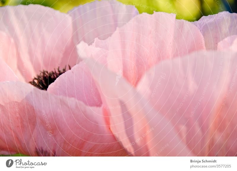Large, beautiful pink poppy blossoms light, glorious and splendid in a garden, macro salmon fragility oriental papaver details Ornamental fragile lovely bud