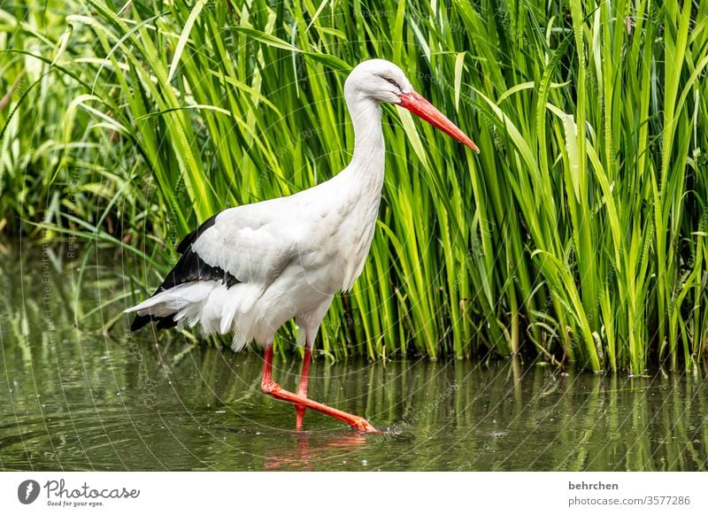 naaa neighbor... Animal Fantastic Exceptional pretty Common Reed Pond Feather Stork Grand piano Colour photo Light Day Deserted Beak Animal face White Bird
