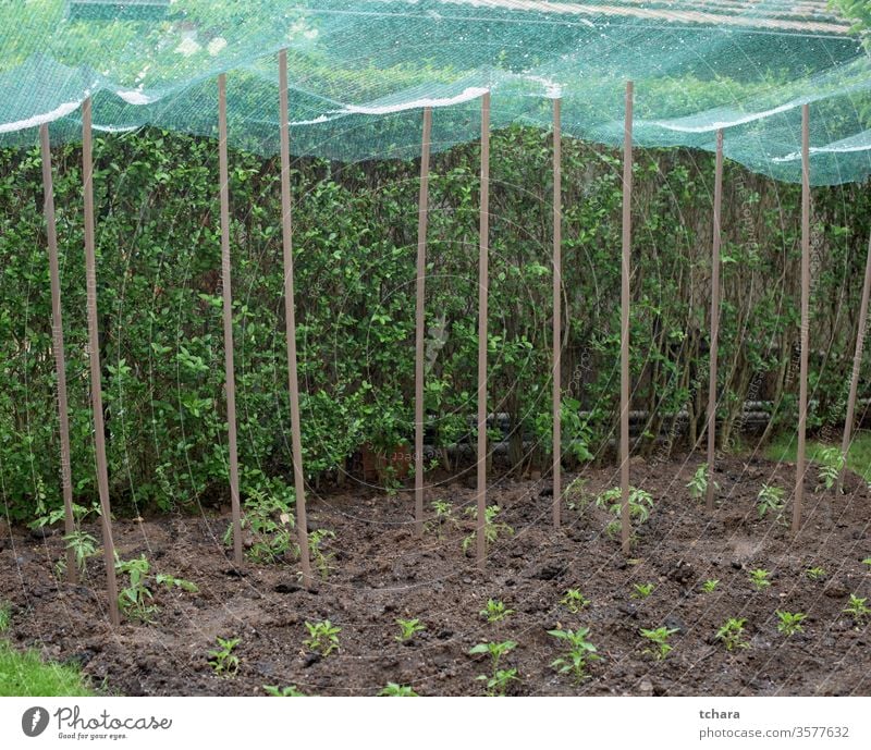 Hailstone in a protective net over vegetable plants hail shielded covering shelter bad production rural protection summer agriculture spring plantation
