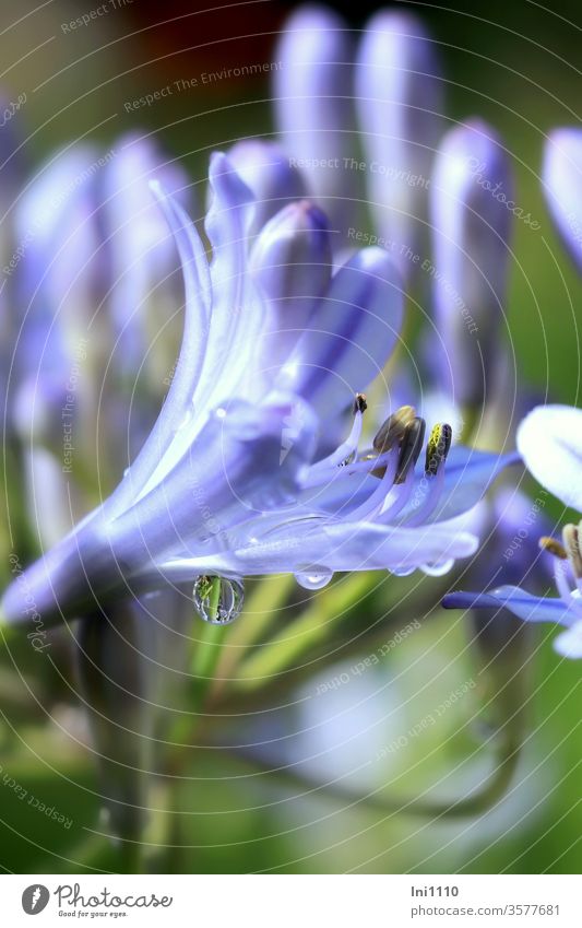 Flower of the decorative lily with raindrops bleed Blue Stamen agapanthus Love flower reflection Delicate macro Close-up view under natural lighting conditions
