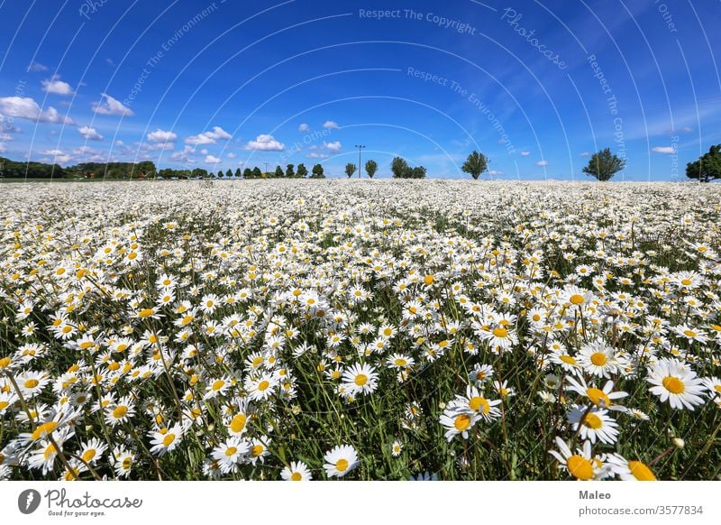 Chamomile field on a sunny May day background spring yellow flower meadow camomile garden summer beautiful beauty blossom chamomile daisy flora nature plant