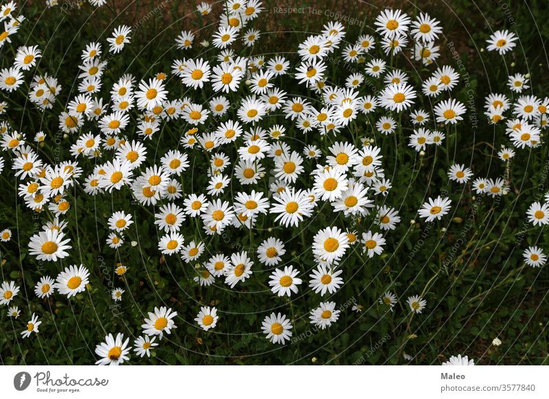 A group of white daisies in the meadow background beauty blossom camomile chamomile closeup color daisy farm farming field flora floral flower grass green