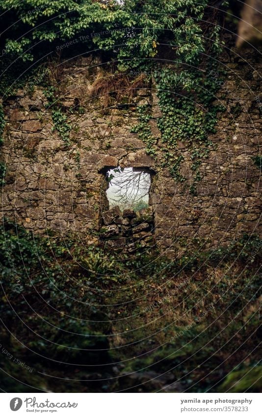 ireland historic castle window in the forest galway castle wall castle ruin ancient Exterior shot Colour photo Old Tourist Attraction Historic architecture