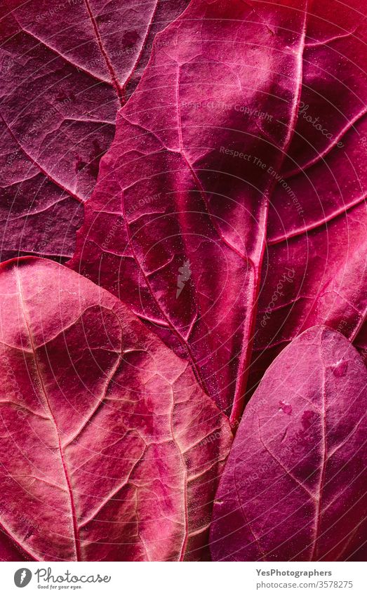 Mountain spinach leaves. Red plants background above view amaranth plants antioxidants atriplex hortensis close-up cultivated detox diet fiber flat lay flavor
