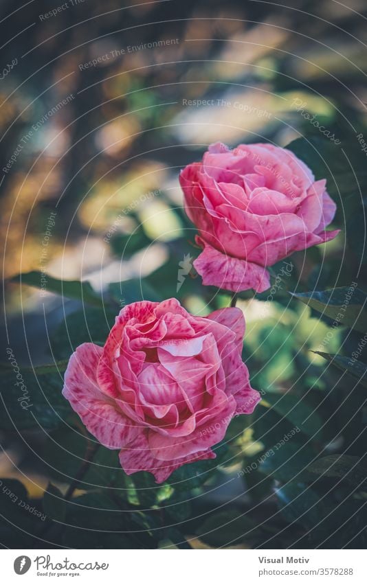 Delicate pink striped roses cultivated in the gardens of an urban park delicate flower bloom growth petal leaf green fresh blossom flora nature botany spring