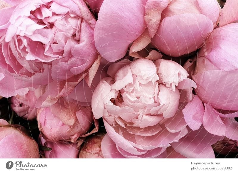 Pink peonies romantic flowers background wallpapers flavor manner beautiful beauty birthday bloom blossom botanical bouquet closeup collection color decor