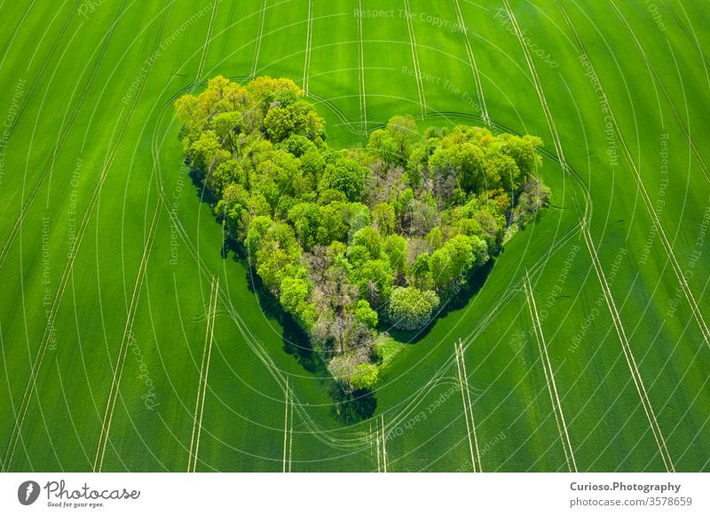 Aerial view of forest heart in the green fields. Natural Love Valentine Symbol. love above aerial agriculture amazing background beautiful colors concept