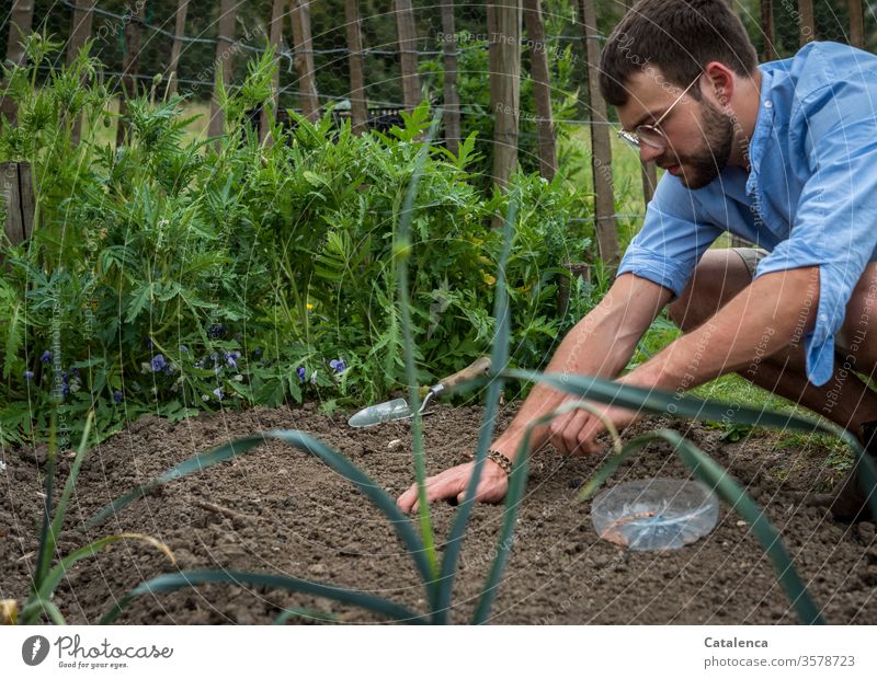 A young man kneels in a bed and sows beans naturally Human being Man Gardener Gardening Hand Plant Growth Earth Nature Green Summer Young man Sowing Seeds