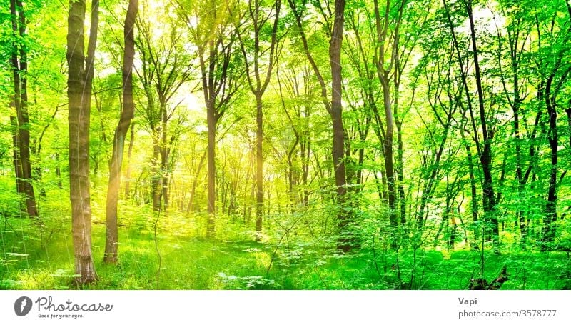 Green forest with trees green panorama nature landscape background sun sunlight foliage big environment wood park outdoor magic summer sunny scenery spring