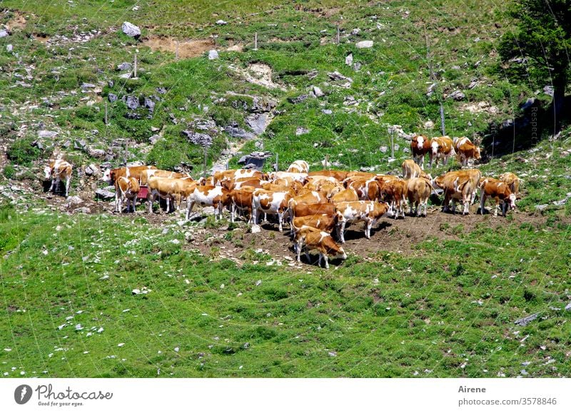 Cattle demonstrate solidarity chill Cattleherd cows cattle young cattle Spotted mountain cattle Alpine pasture Willow tree alpine pasture operation Assembly