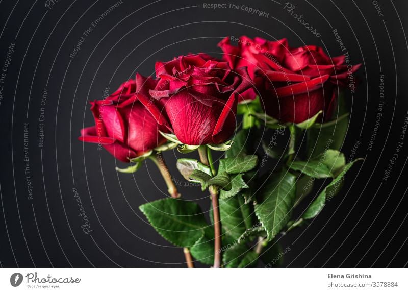 Red roses on a black background. red march 8 dark bouquet holiday mother birthday marriage celebration anniversary romance romantic floral gift valentine flower