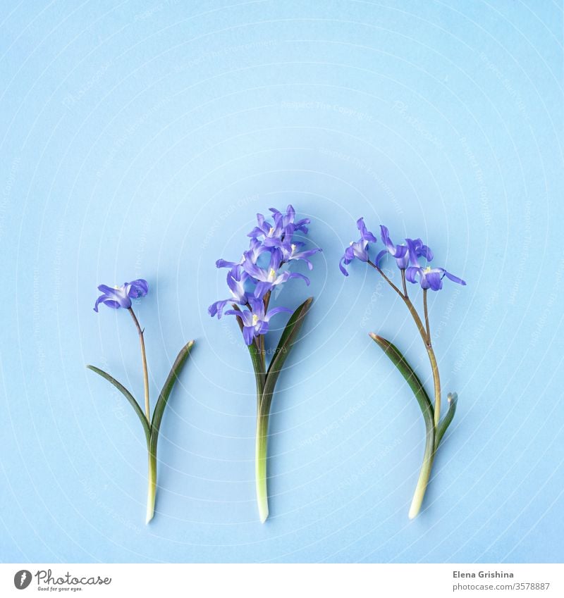Scilla luciliae on a blue background scilla floral square spring flower chionodoxa forbesii springtime flat lay copy space closeup blooming bulbous ornamental