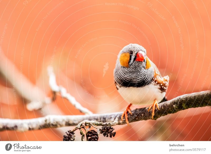 peep Animal portrait Blur Contrast Light Day Deserted Detail Close-up Exterior shot Colour photo Beak Red Small already Fantastic Exotic Exceptional Finch