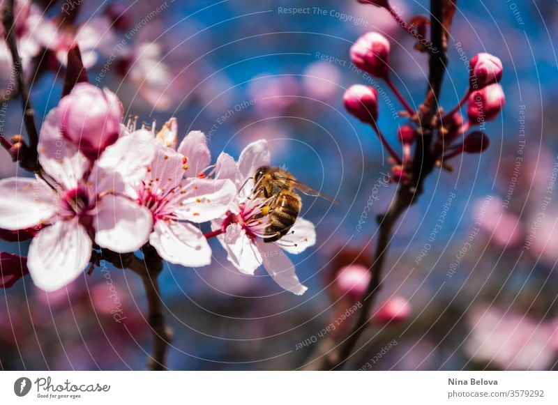 Honey Bee on cherry blossom tree, spring time bee animal apis mellifera background beautiful beauty bees bloom blooming blossoms blue branch bright closeup