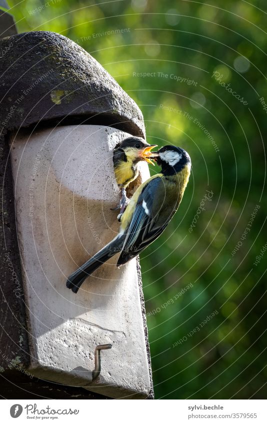 Great tit feeds its young Tit mouse birds bird family young animal Feeding feeding Considerate Nesting box Wild animal Animal portrait incubate brut