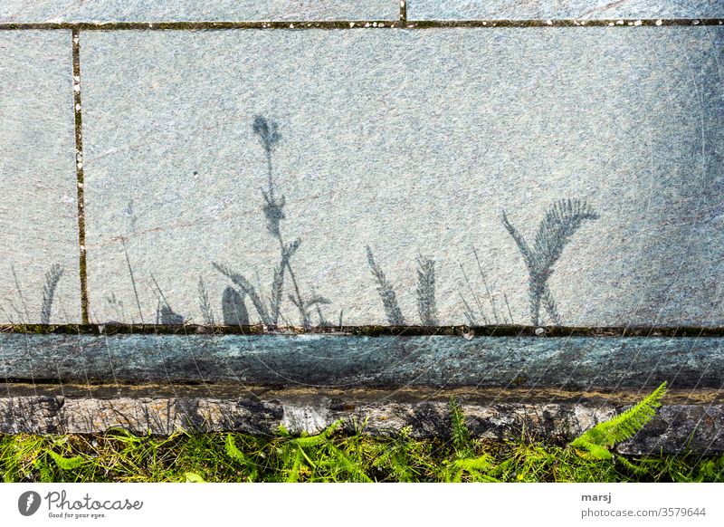 Shadow grasses at the wayside Grass stone slab differently Colour photo Plant Nature Bird's-eye view green Garden Environment natural