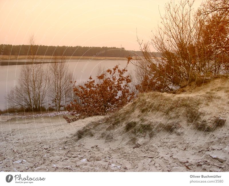Evening at the lake Lake Lower Saxony Sunset Tree Winter Loneliness Calm Sand