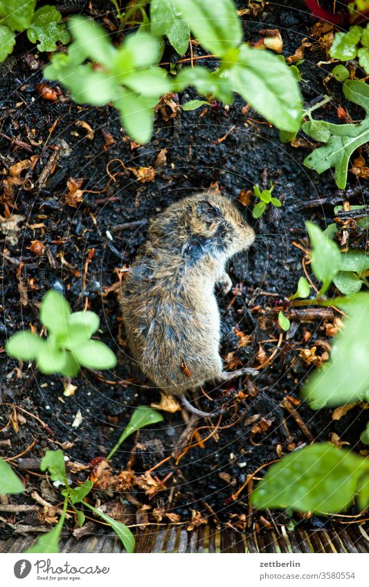 dead vole Animal Mouse pest garden pest predator deceased arvicolinae Cricetidae Pelt fur Lie case of death Corpse rigor mortis