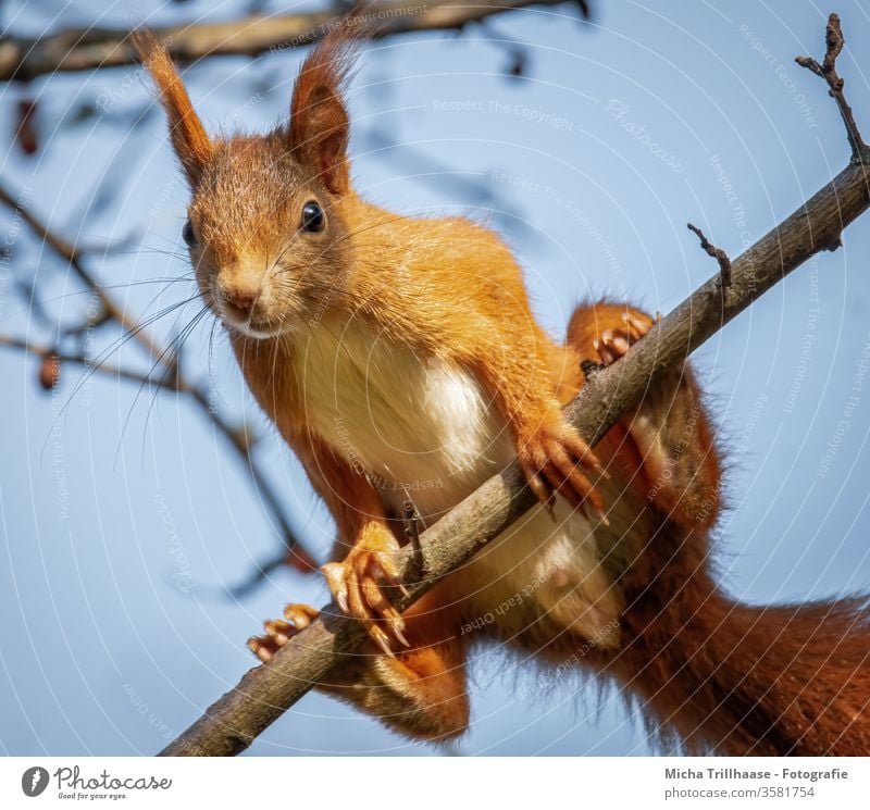 Curious looking squirrel Squirrel sciurus vulgaris Animal face Head Eyes Muzzle Nose Ear Pelt Paw Claw Rodent Nature Wild animal Observe Looking Curiosity Cute