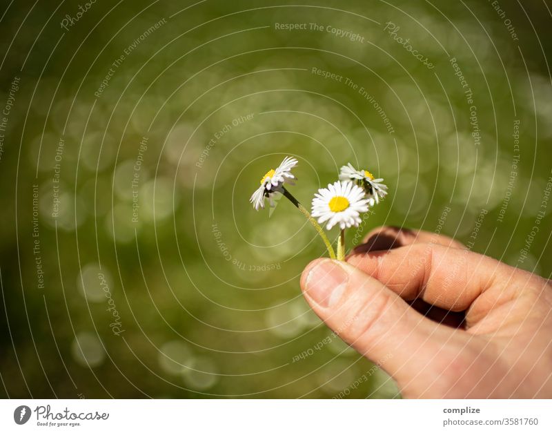 Three daisies in hand three Daisy in the hand by hand Pick Bouquet Flower meadow spring Sun Nature natural naturalness Nature reserve Meadow Garden Summer