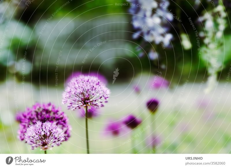 dreamy garden idyll | flowers of purple giants bleed Park Garden Dreamily Nature Exterior shot Blossoming spring Shallow depth of field Plant Colour photo
