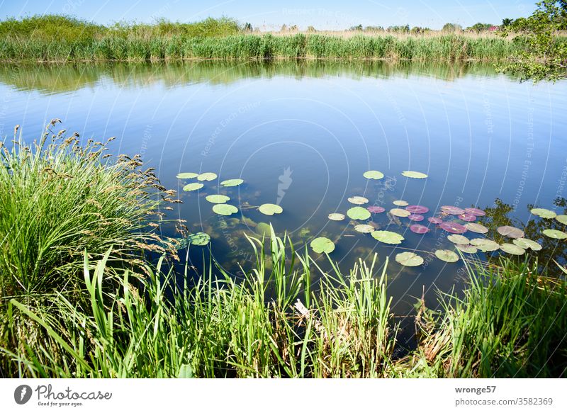 The Warnow with water lilies and reeds under a cloudless blue sky Warnov River untreated Mecklenburg-Western Pomerania Schwaan bank Riparian strips Shore edge