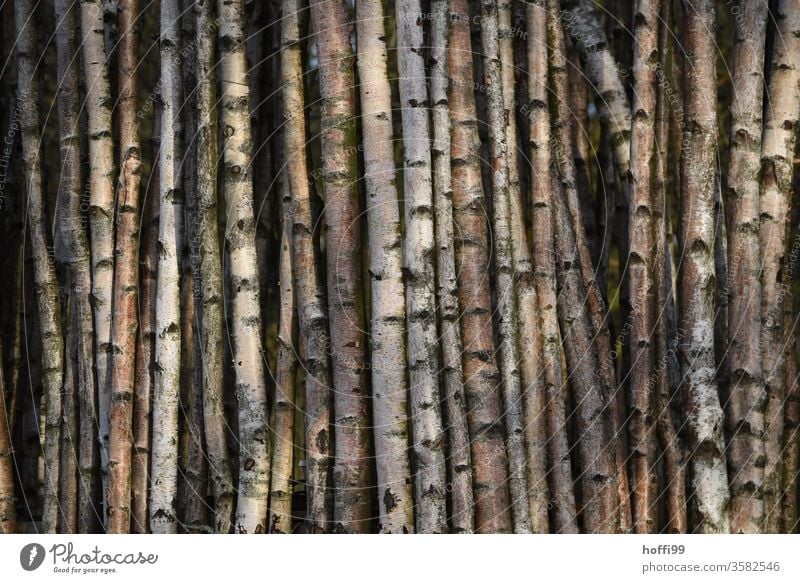 Birch trunks - ordered trunk to trunk birches birch trunk Birch tree Fence Fence post wind deflector Tree bark Birch wood Tree trunk Plant Growth natural