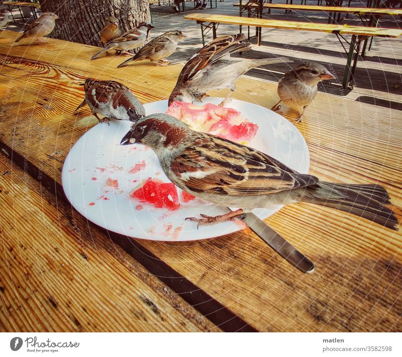 blackhead sparrow Animal Exterior shot Deserted birds Beer garden Plate Strawberry pie Peck robber Wooden table Flock