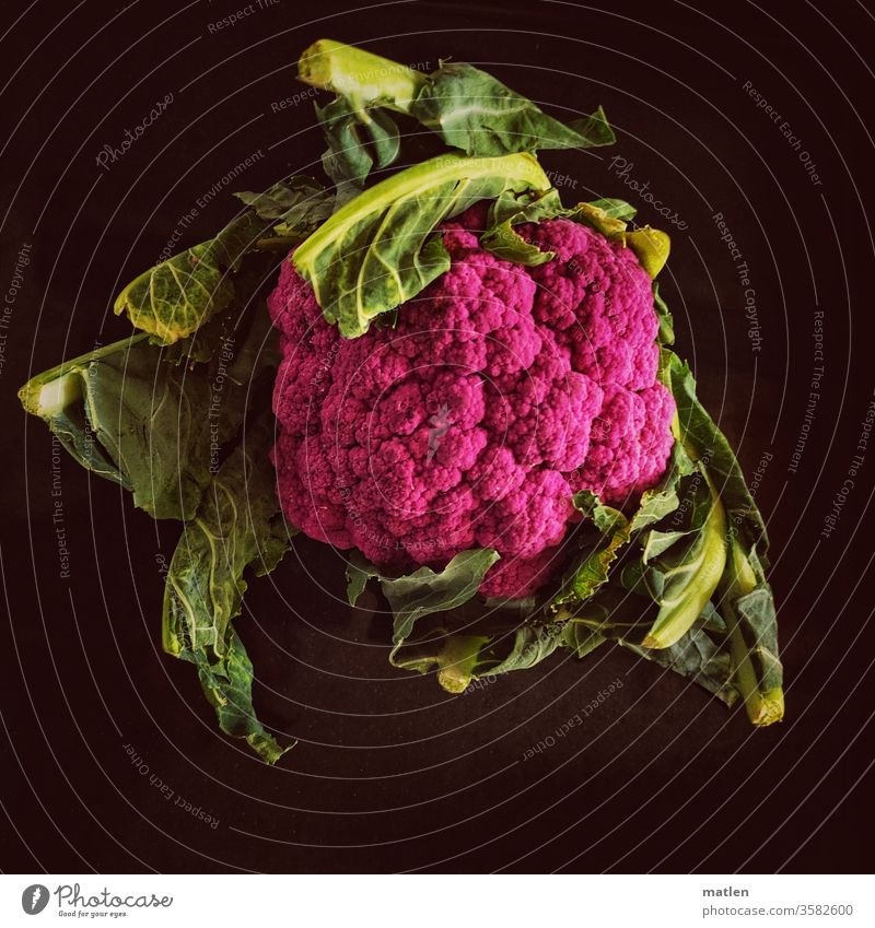 Cauliflower on the horizon Breeding Colour green pink leaves Neutral background Deserted Vegetable Food Nutrition Fresh Colour photo Close-up mobile
