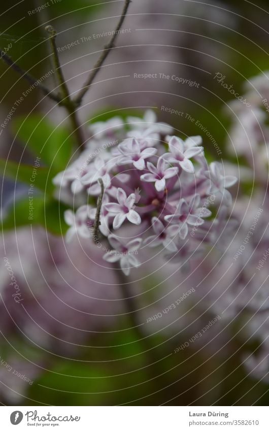 Lilac blossoms close up lilac bleed Nature Blossoming Garden Violet Exterior shot Close-up Detail spring Summer Fragrance natural be tranquillity melancholy