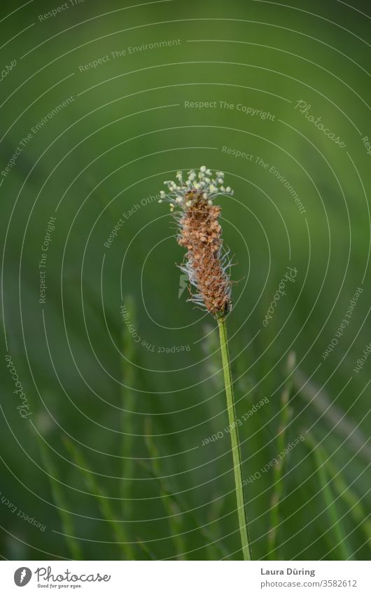 wilting delicate wildflower in front of a green background Plant Nature Detail Exterior shot natural Environment vegetation Life ecologic