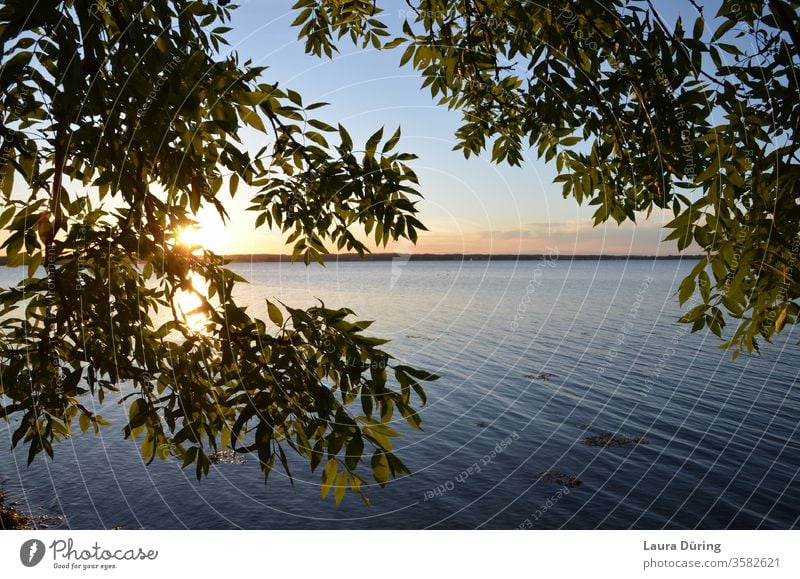 View through leaves to the sunset at the water Sunset Water Calm Baltic Sea Holnis Sunlight Horizon Ocean Sky Exterior shot Nature Summer Waves Evening