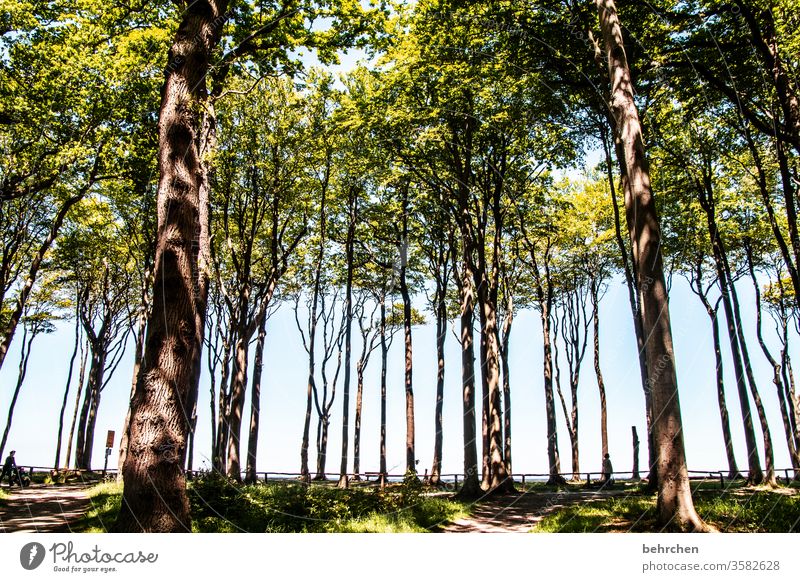 spaces | between straight trees Exterior shot Baltic Sea Ocean Beach Sky Nature Relaxation Ghost forest Sunlight Mecklenburg-Western Pomerania Vacation & Travel