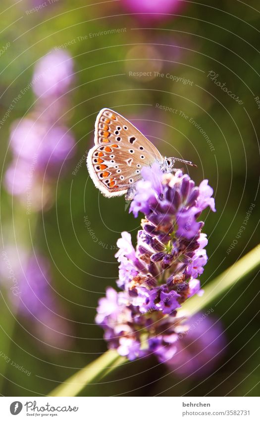 fluttering imprisonment Warmth Summery Illuminate Bright lilac butterfly bush pink Delicate Small pretty Nature Plant Animal Spring Flower Blossom Garden Park