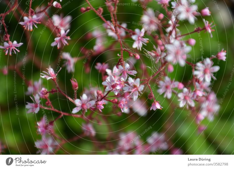 Shrub with small pink flowers against a green background Wild Pink Small bleed Branched shrub Exterior shot Nature spring Blossoming Garden already vivacious