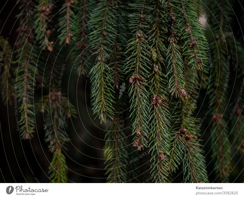 green needles Branch Nature Evergreen Close-up Plant Forest Fir tree Summer botanical Spruce Sprout texture Tree Leaf Outdoors Garden Growth Detail Fresh Needle