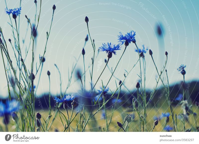 cornflowers Meadow Nature Environment Landscape Blue plants bleed spring natural Summer buds Growth