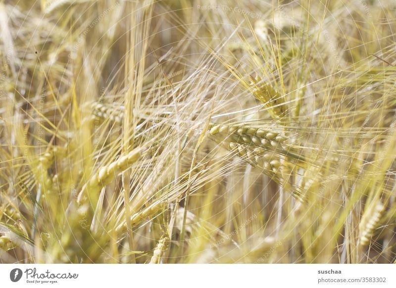 ears in a cornfield spike Cornfield Grain Grain field cereal grains Barley Wheat Rye Field Nature Agriculture Food Nutrition Agricultural crop Harvest Growth