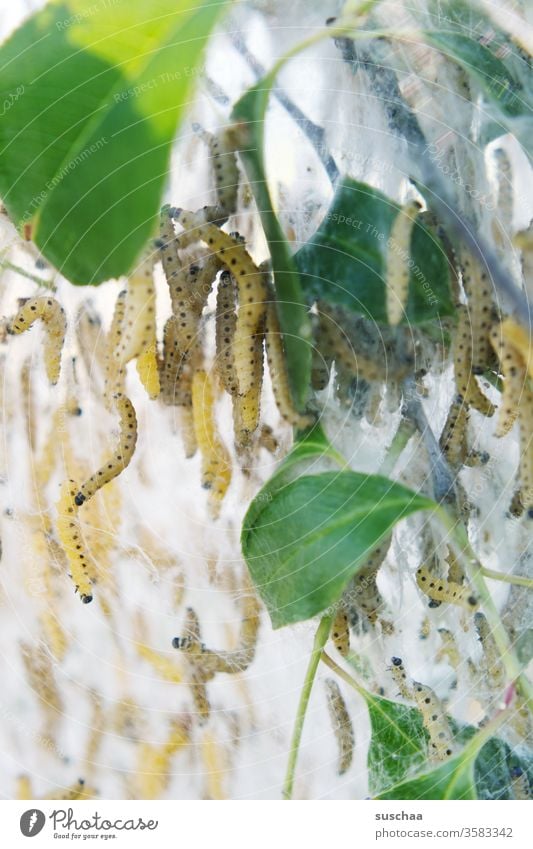 spinning moths on a bush Gossamer Moths caterpillars Animal Nature Close-up insects pupation disgusting Creepy Voracious Destruction glutton Environment Insect