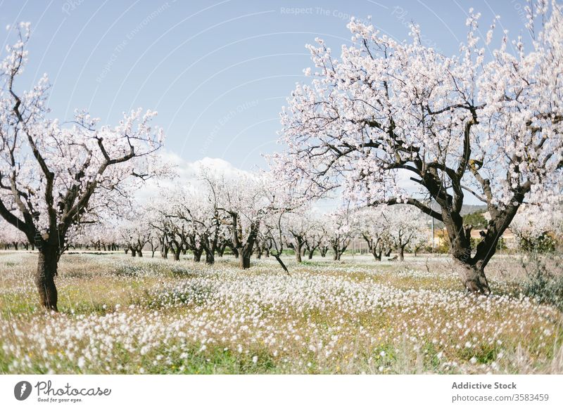 Picturesque field with blossoming trees under blue sky in summer flower nature landscape picturesque harmony idyllic scenery flora botany branch tender gentle