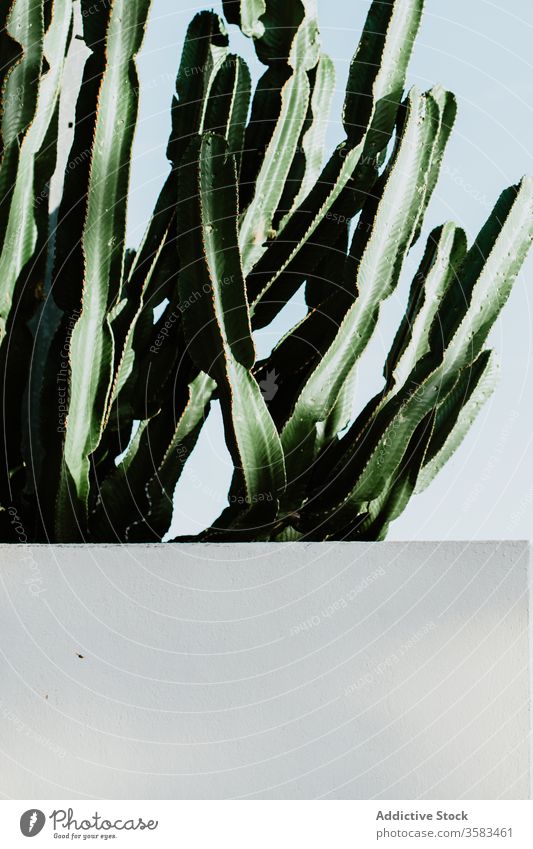 Cactus with tall stalks under blue sky cactus prickle growth thorn exotic tropical botany nature cloudless wall whitewashed idyllic light dark green color