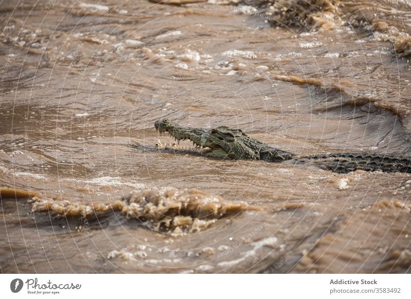 Crocodile swimming in river on sunny day crocodile dirty rapid water alligator wild animal stream mouth opened sharp africa ethiopia awash falls lodge teeth