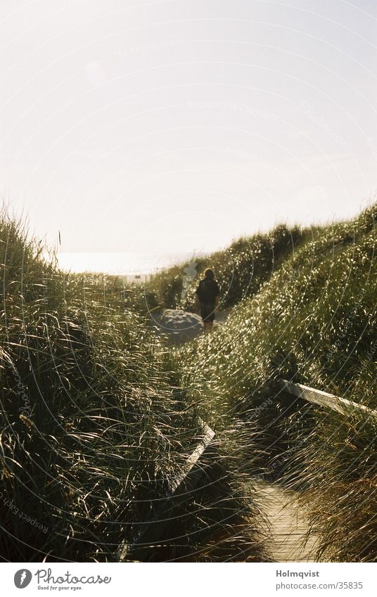 dune path Grass Amrum Calm Loneliness Marram grass Autumn Ocean Beach Coast Beach dune Island Graffiti Lanes & trails Peace