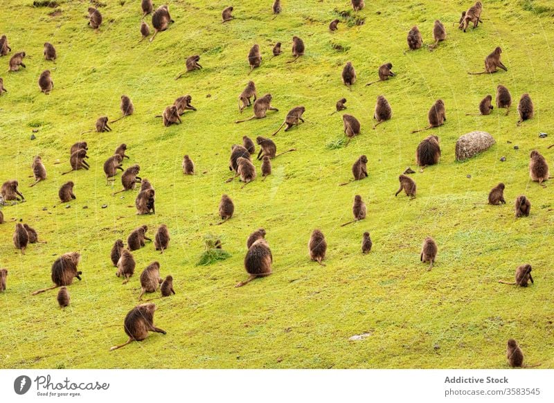 Large group of gelada monkeys grazing in green field graze eat grass baboon africa wild animal fauna ethiopia creature mammal habitat sit nature meadow flora