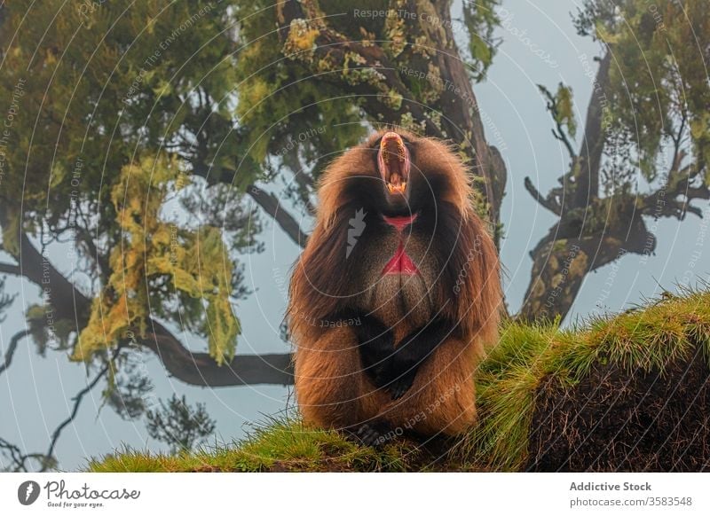 Male gelada monkey yawning under tree in forest baboon scream wood africa wild animal fauna yell ethiopia creature mammal habitat sit green grass overcast