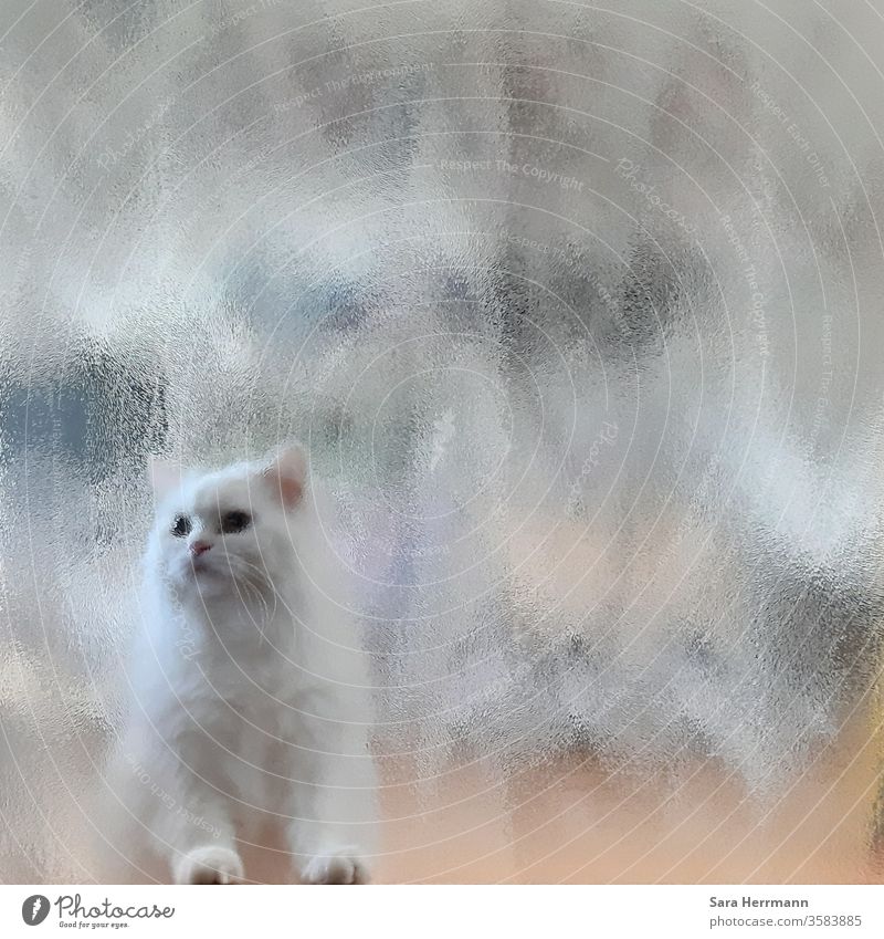 white cat behind a glass pane Cat White Way out Entrance Animal Doorframe door hazy